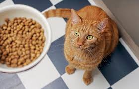 Five Nutritious and Delicious Options for a Nutritionally Balanced Cat Food Diet post thumbnail image